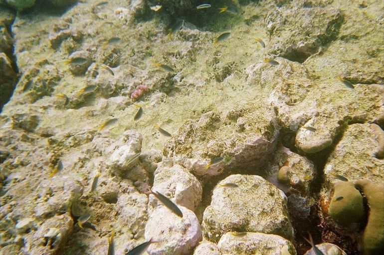 يمكن حماية الحاجز المرجاني العظيم وغيره من الشعاب المرجانية من التبييض بتقنية السطوع السحابي (بيكساباي)