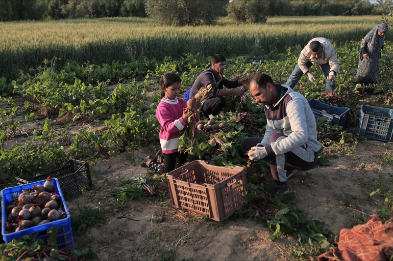 الحصار الخانق جعل مهنة الزراعة صعبة جداً والوباء زاد الأمر صعوبة وأتعب المزارعين/فلسطين/جنوب قطاع غزة/ بلدة خزاعة.