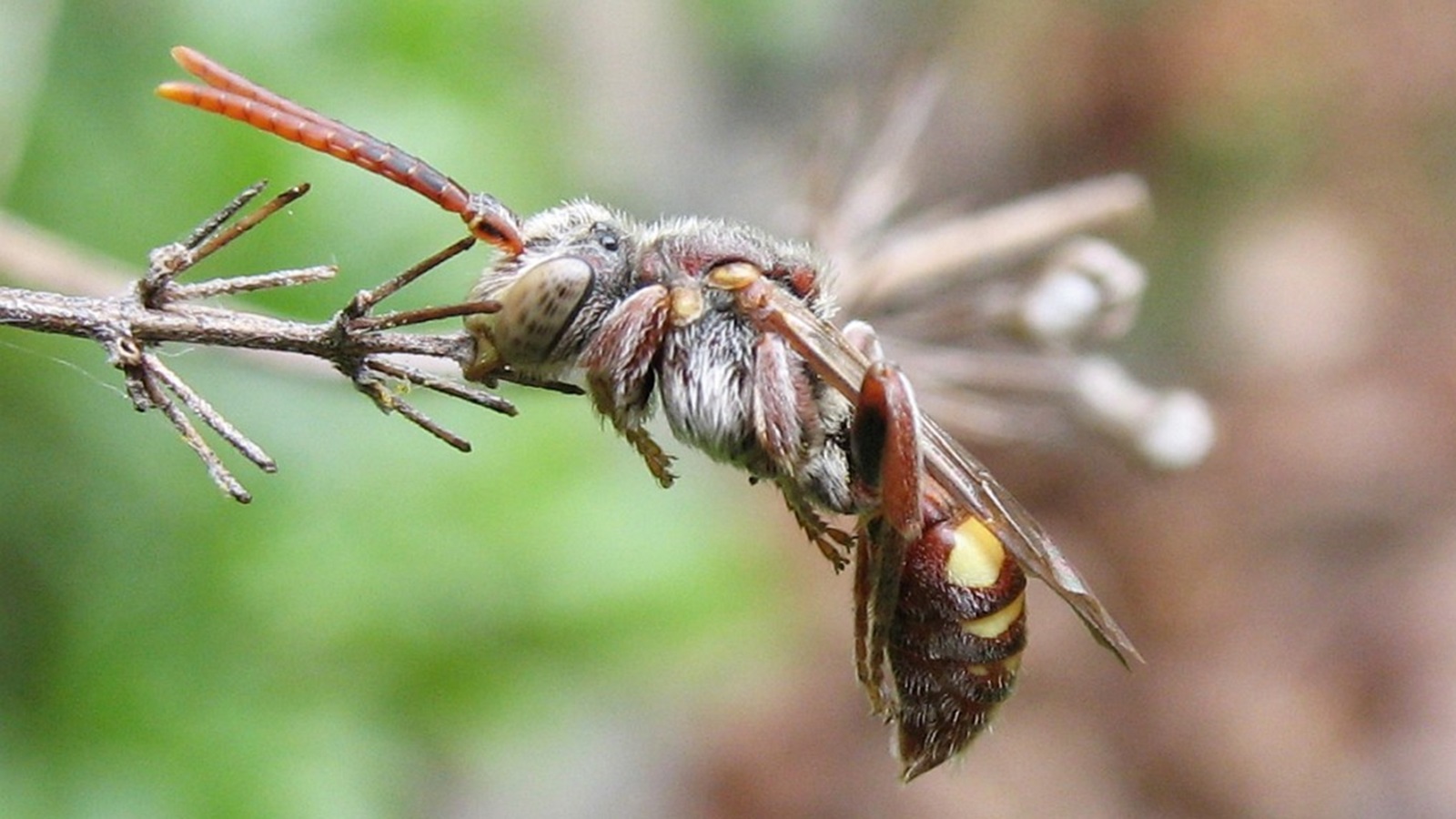‪نحلة متطفلة الأعشاش (ويكيبيديا)‬ نحلة متطفلة الأعشاش (ويكيبيديا)