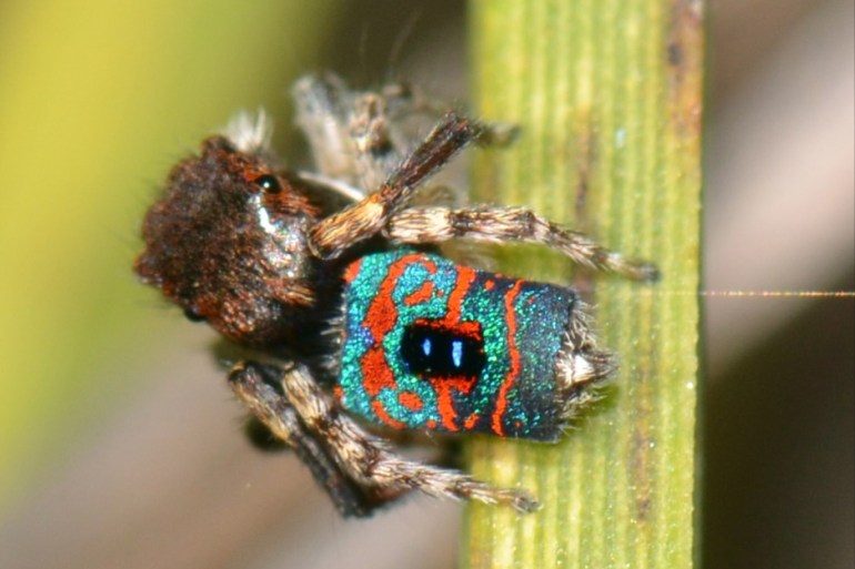على الرغم مما تظهره من تفاصيل لونية باهرة، لا يتجاوز عنكبوت الطاووس حجم حبة الأرز (ويكيميديا كومونز)