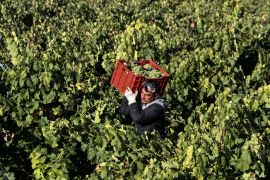 Daniel Ivanov, 48, a temporary worker from Bulgaria, carries a cage full of white wine grapes during harvest in Moradillo de Roa, central Spain, October 2, 2018. Picture taken October 2, 2018. REUTERS/Sergio Perez
