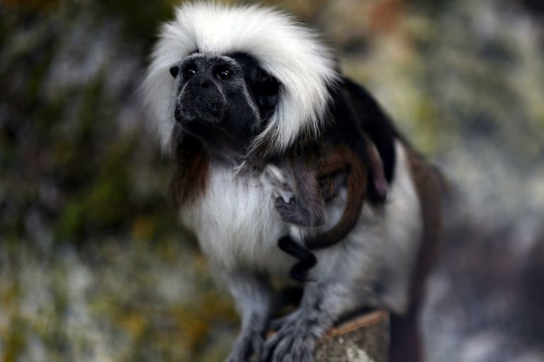 A cotton-top tamarin monkey carries its babies on its backat the Santa Cruz Zoo, amid the outbreak of coronavirus disease (COVID-19) in San Antonio del Tequendama, Colombia April 8, 2020. Picture taken April 8, 2020. REUTERS/Luisa Gonzalez