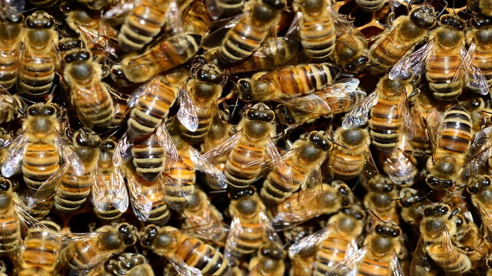 ‪إناث النحل تأتي من البويضات المخصبة خلافا للذكور (بيكساباي)‬ إناث النحل تأتي من البويضات المخصبة خلافا للذكور (بيكساباي)