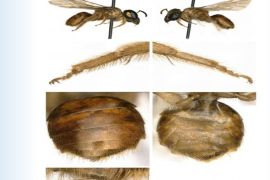 اختلاف النصفين الذكري والأنثوي للنحلة المكتشفة (يوريك ألرت)