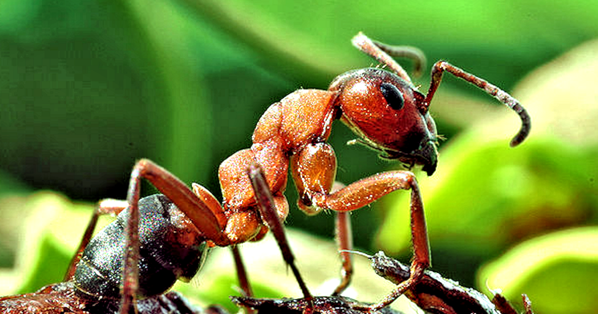 تماثل النمله ذات بالدليل من