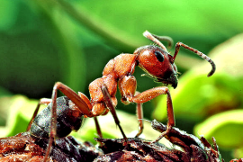 تظهر نملة الخشب تشابهات قريبة من دماغ الإنسان (ويكيبيديا)