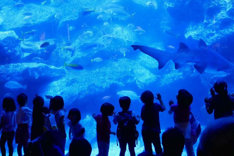 صورة لحوض اسماك في طوكيو The Sumida Aquarium