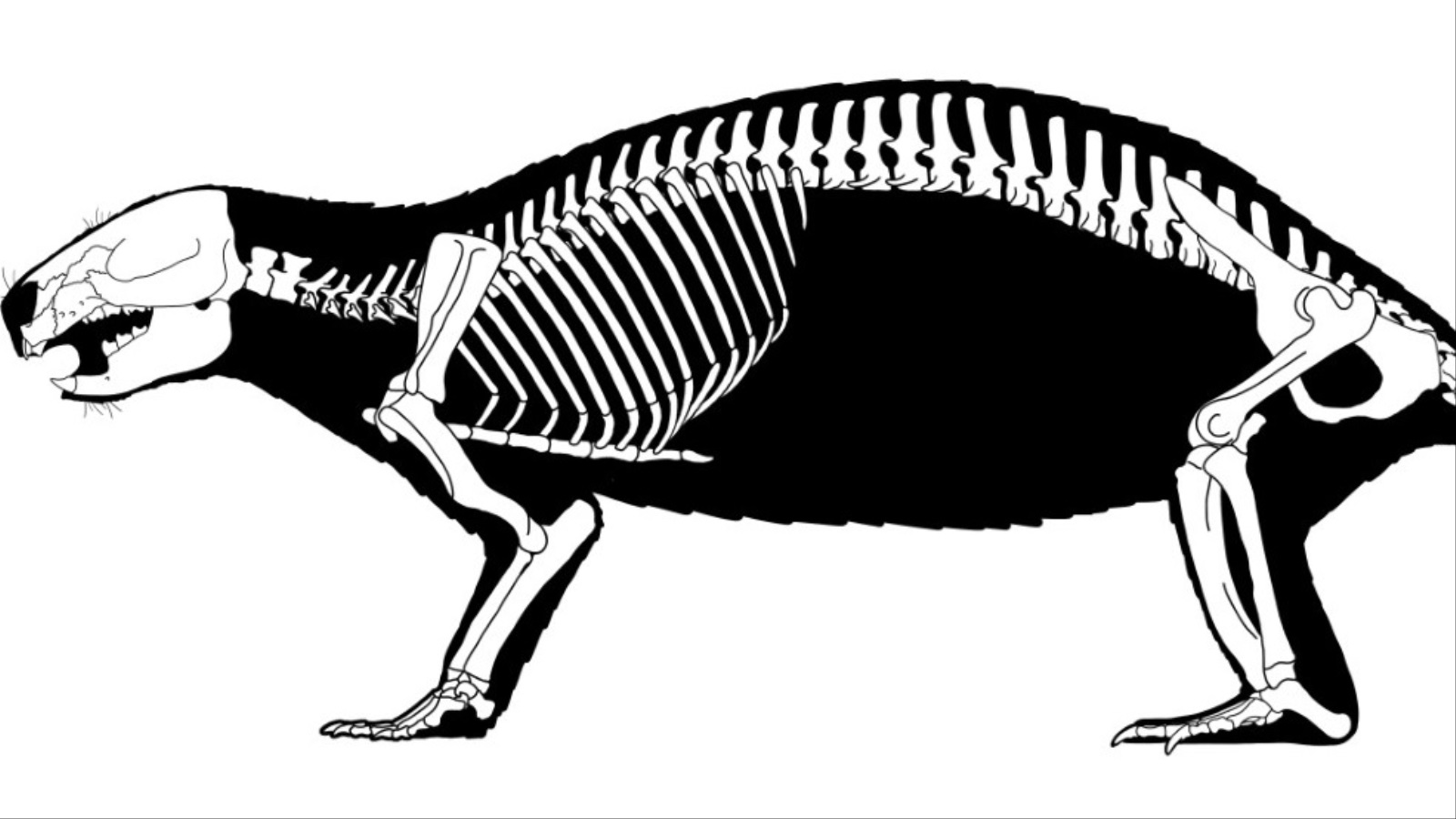 ‪صورة حاسوبية لحيوان آدالاثيريوم هوي الذي عثر عليه في مدغشقر (الجزيرة)‬ صورة حاسوبية لحيوان آدالاثيريوم هوي الذي عثر عليه في مدغشقر (الجزيرة) 