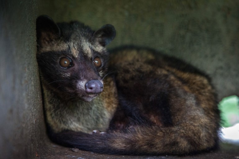 TAMPAKSIRING, BALI - MAY 28: A civet cat looks out from a cage inside a 'Kopi Luwak' or Civet coffee farm and cafe on May 28, 2013 in Tampaksiring, Bali, Indonesia. World Society for the Protection of Animals (WSPA) commissioned research showing the true cost of the world's most expensive coffee, thousands of civets are being poached from the wild, kept in inhumane, conditions, and farmed to meet the growing global demand for civet coffee. The BBC are broadcasting a