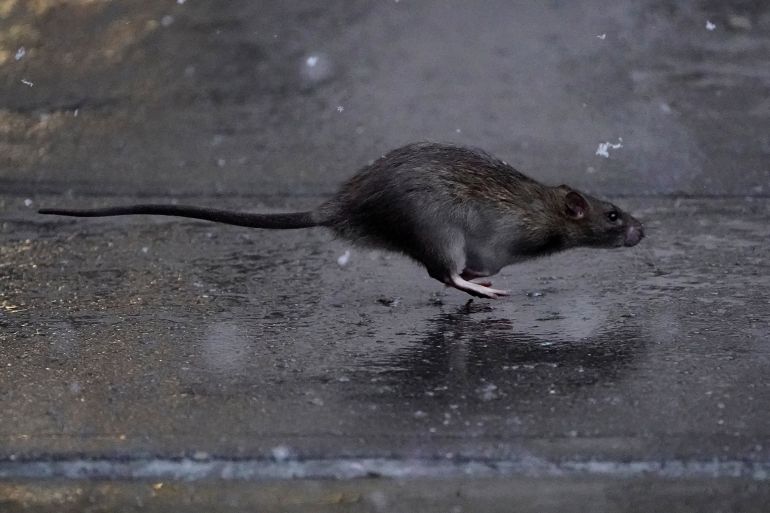 A rat runs across a sidewalk in the snow in the Manhattan borough of New York City