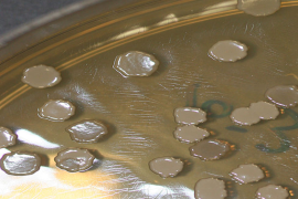 استخدم الباحثون الضوء لطباعة "ذاكرة" على الغلاف الحيوي للبكتريا العصوية الرقيقة (ويكيبيديا)