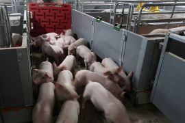 باحثون صينيون يحذرون من فيروس جديد في الخنازير يمكن أن يتحول إلى جائحة بين البشر