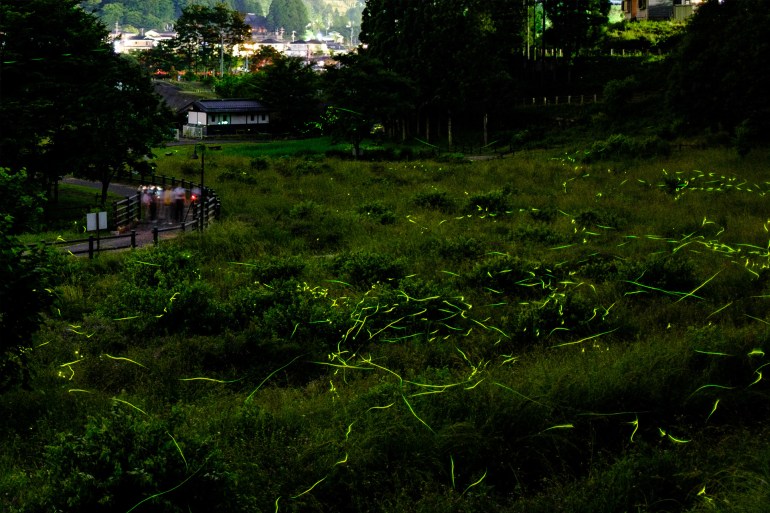 حشرات سراج الليل في اليابان تؤدي رقصتها المضيئة بلا جمهور في زمن كورونا