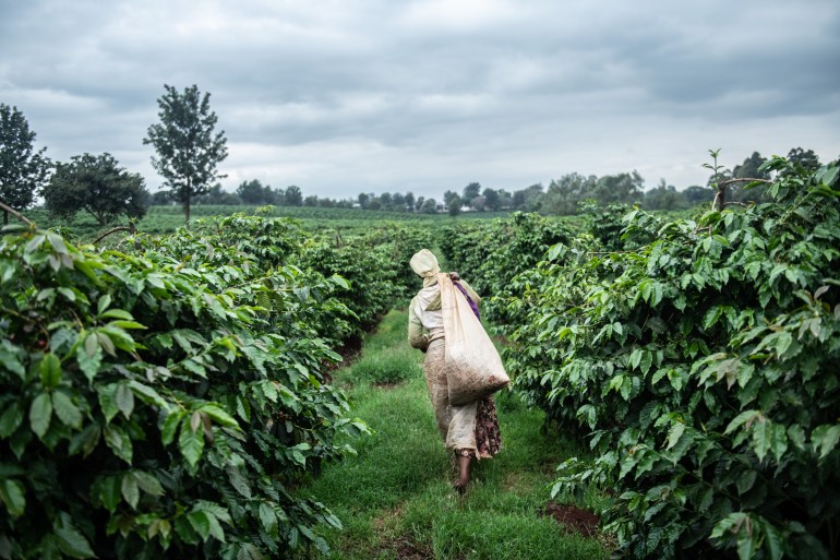 Kenya's Coffee Producers, Long Focused On Export, Grow A Coffee Culture At Home