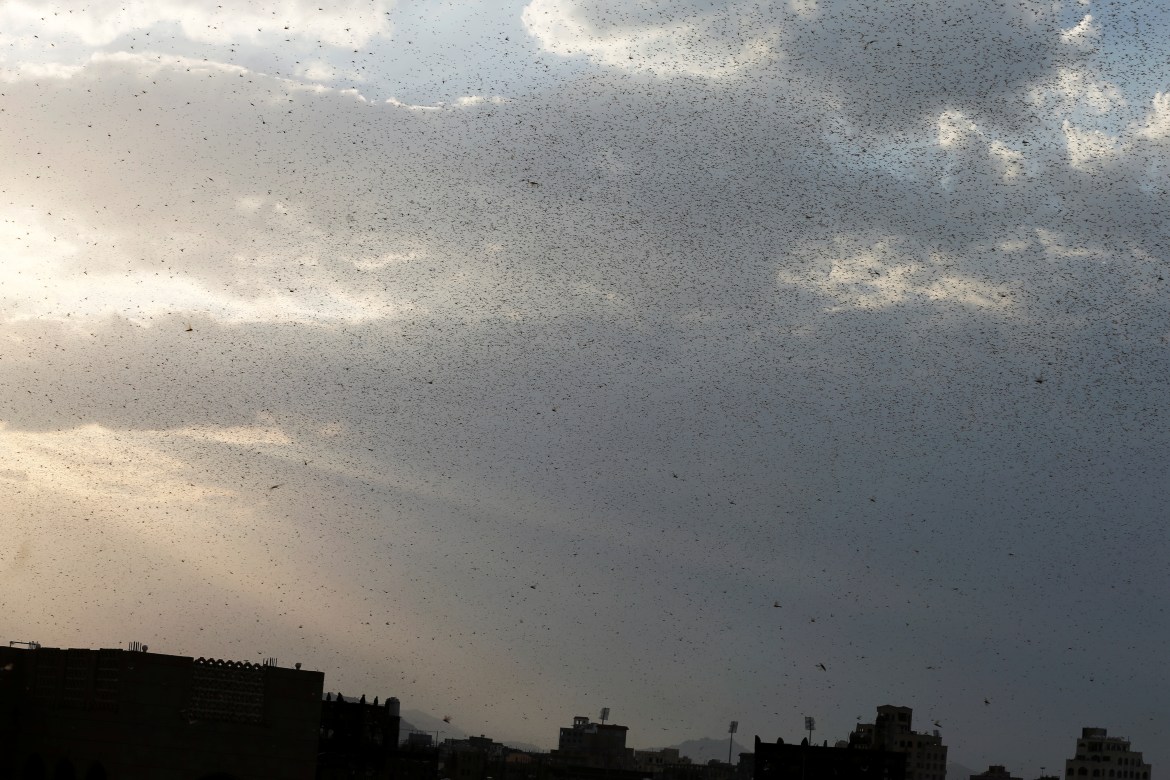 A swarm of locusts covers the sky over Sanaa