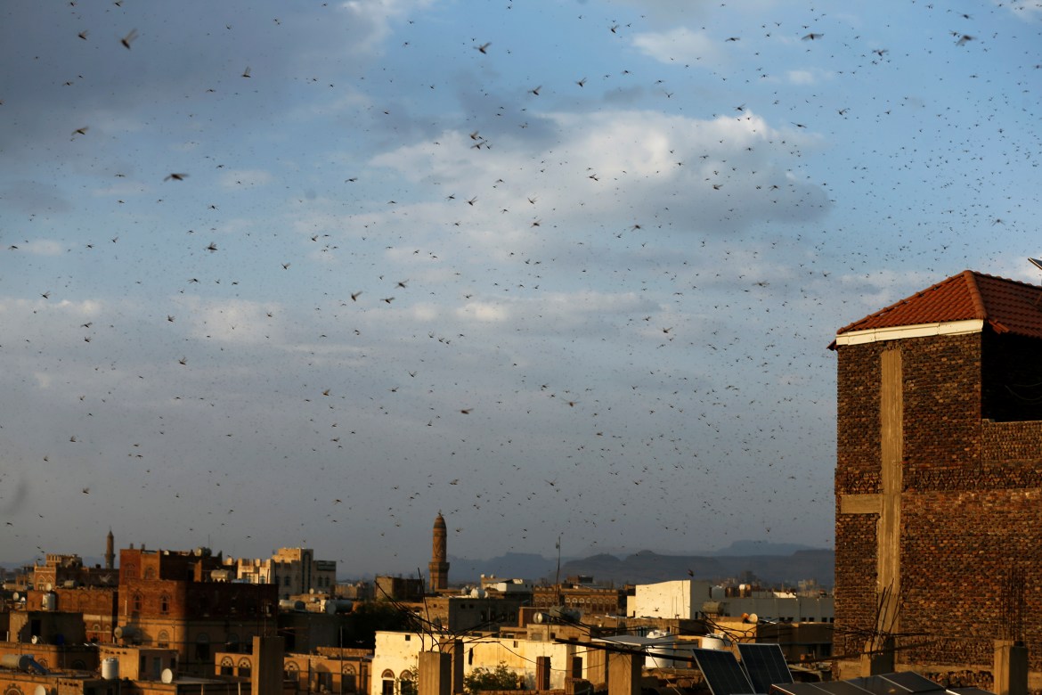 A swarm of locusts flies over Sanaa