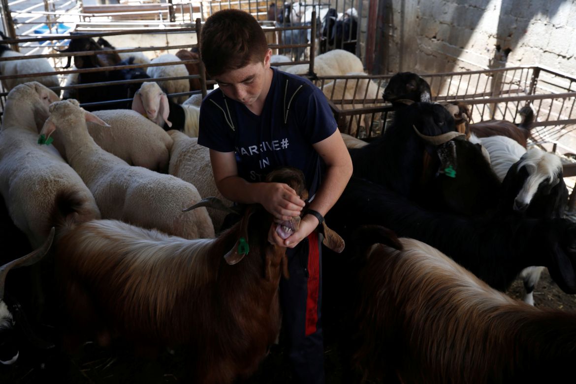 A boy opens the mouth of a goat to check its age in a farm as Palestinians prepare for Eid Al Adha sacrifice in Gaza City