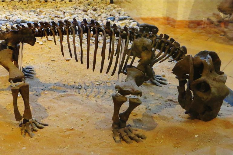 الليستروصورس أغرب وأول حيوان نعرفه مارس السبات الشتوي منذ 250 مليون سنة المصدر (Ghedoghedo)