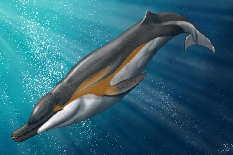 دلفين Dubai Dolphinarium