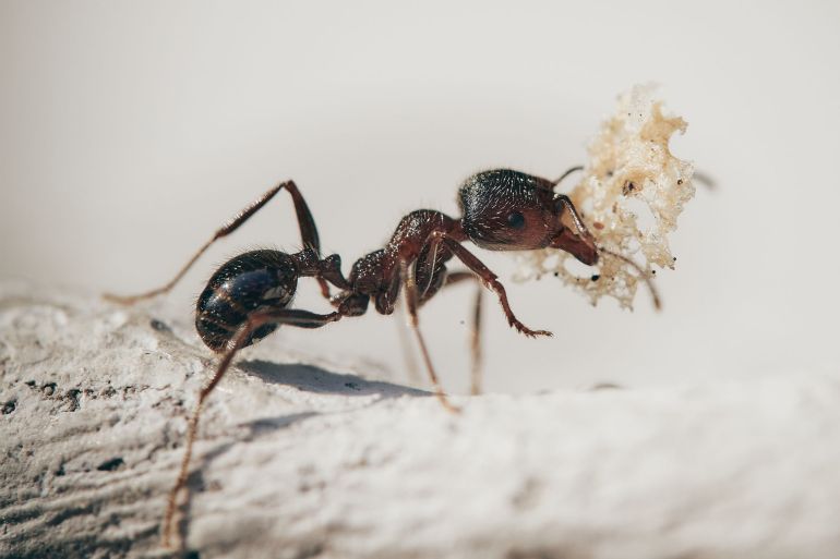 علاقة عمرها 51 مليون عام.. الكشف عن الحياة التكافلية المعقدة بين البكتيريا والنمل