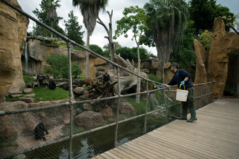 A zookeeper feeds gorillas at the Fuengirola Bioparc, in Fuengirola, on April 26, 2020 closed to the public due to a national lockdown to prevent the spread of the COVID-19 disease. Spain's daily coronavirus death toll dropped to 288 on April 26, 2020, the lowest since March 20, as the country eased its lockdown to allow children outside for the first time in six weeks. The health ministry said the figure dropped from 378 on April 25, 2020 and brought Spain's total toll to 23,190, the third highest number of deaths after the United States and Italy. The news came as the country took the first steps to ease one of the world's toughest lockdowns.
