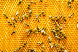 تنقذ حياة النساء.. علماء يكتشفون فائدة جديدة لسم نحل العسل