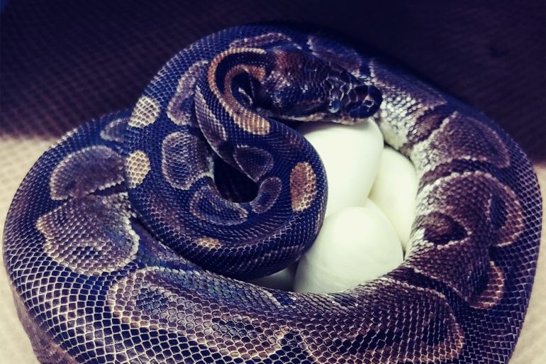 This photo provided by the Saint Louis Zoo shows,a 62-year-old ball python curled up around her eggs July 23, 2020. Experts at the St. Louis Zoo are trying to figure out how a 62-year-old ball python laid seven eggs despite not being near a male python for at least two decades. (Chawna Schuette/Saint Louis Zoo via AP)