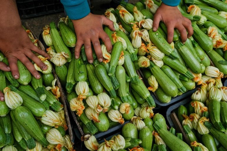 Freshly harvested courgettes ... food prices have increased by as much as 360% in the past year- Jenny Gustafsson-theguardian