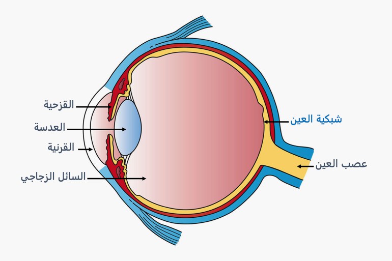 تغطي المستقبلات الضوئية شبكية العين التي تبطن نسيج العين الداخلي (هولي فيشر - ويكيبيديا)