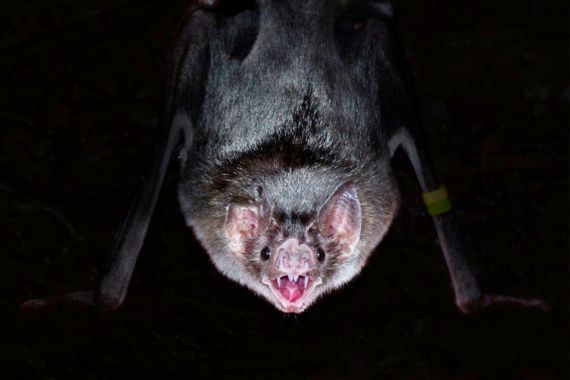 مصاص الدماء vampire bat