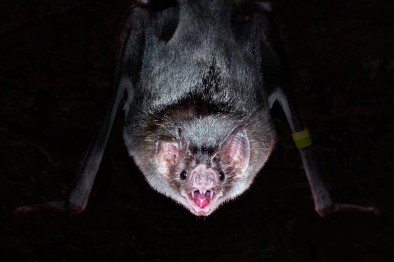 مصاص الدماء vampire bat