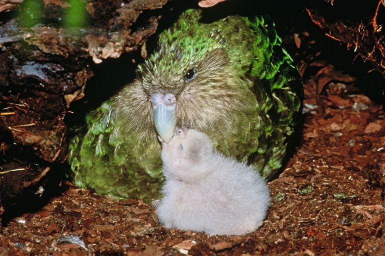 TO GO WITH NZealand-wildlife-conservation-kakapo by Neil Sands This undated handout image received on June 20, 2012 from New Zealand's Department of Conservation shows a rare green kakapo parrot and chick on Codfish Island, off the South Island, an offshore sanctuary where the flightless birds have been bred since 1990. Flightless, slow-moving and at times more sexually attracted to humans than their own species, it's small wonder New Zealand's kakapo parrot is on the verge of extinction. AFP PHOTO / Don Merton / New Zealand Department of Conservation ----EDITORS NOTE ----RESTRICTED TO EDITORIAL USE MANDATORY CREDIT " AFP PHOTO / New Zealand Department of Conservation / Don Merton" NO MARKETING NO ADVERTISING CAMPAIGNS - DISTRIBUTED AS A SERVICE TO CLIENTS (Photo by Don Merton / DEPARTMENT OF CONSERVATION / AFP)