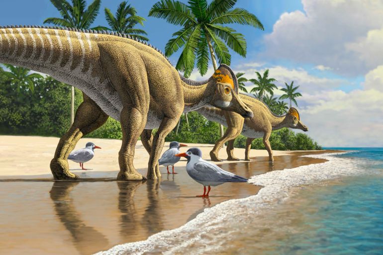 الديناصور أجنابية أدوسسيوس يمشي على طول الساحل المغربي ، منذ 66 مليون سنة. (رسم راؤول مارتن - الجزيرة نت)