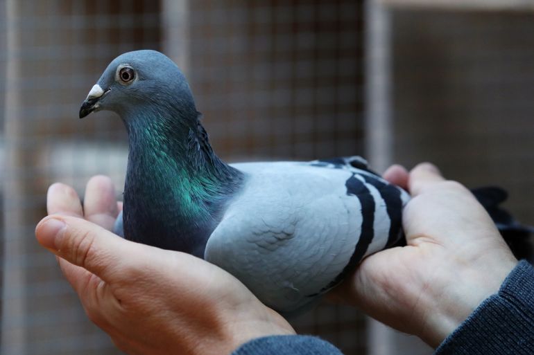 A two-year old female pigeon named New Kim, that will set a new world record price, is seen in Knesselare