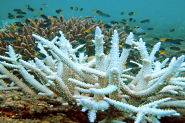 يشكل نجم البحر والابيضاض الجماعي للشعاب المرجانية الآن أكبر تهديد للشعاب المرجانية في جميع أنحاء العالم، وبصفة خاصة في الحاجز المرجاني العظيم (كرييتيف كومونز - ويكيبيديا)