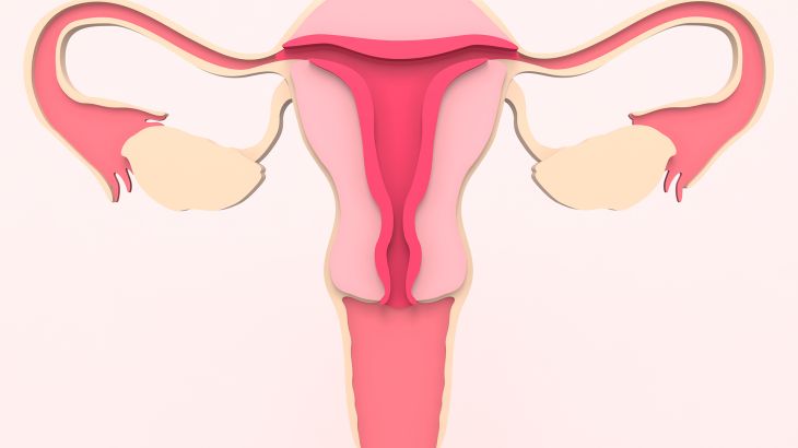 A healthy female reproductive system with the Uterus and ovaries. Front view in the section. 3d rendering medical illustration; Shutterstock ID 1868837824; Department: -