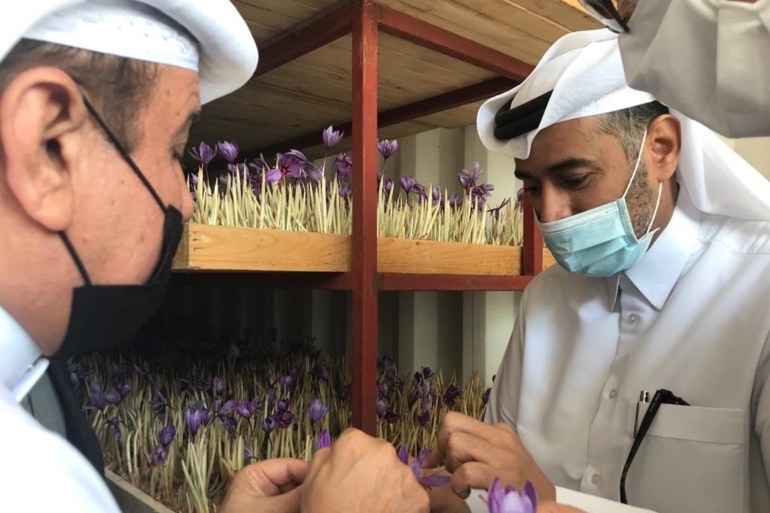 مشروع زراعة الزعفران إنجاز قطري مشجع (الجزيرة)