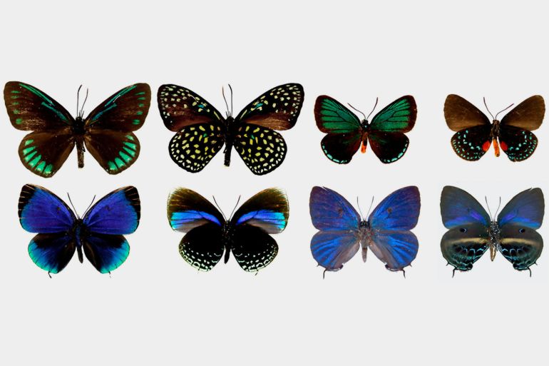 Eumaeus and other related butterflies (IMAGE) eurekalert
