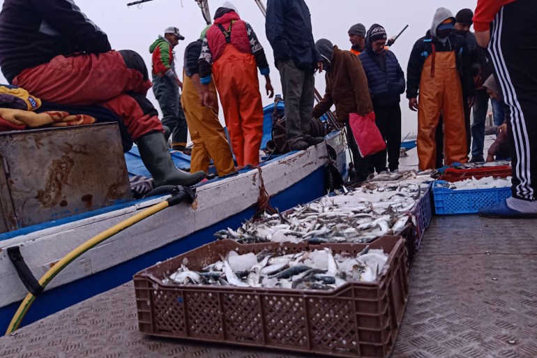 توزيع أنواع سمك السردين حول العالم 7. أميركا تعد أهم زبون للأنشوبة المغربية