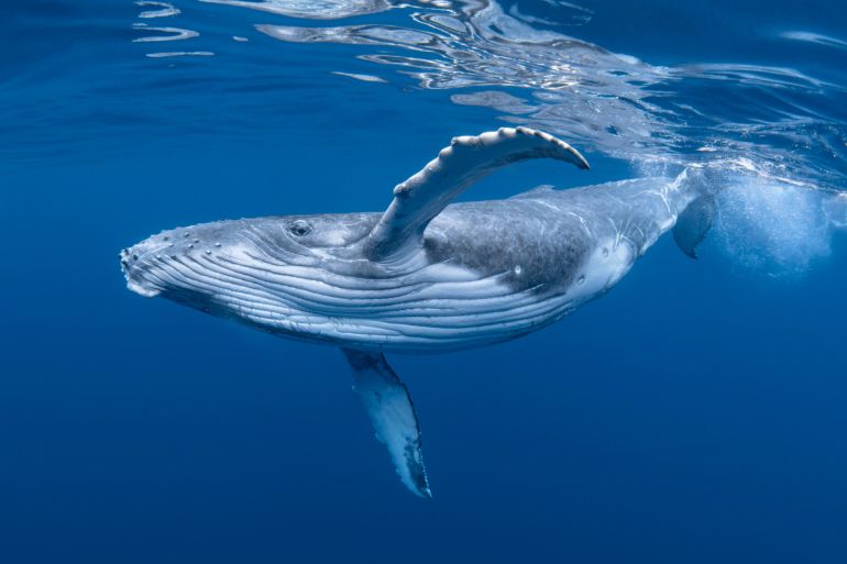 الحيتان الزعنفية fin whales