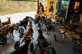 Disabled dogs in mobility aids wait before a daily walk at The Man That Rescues Dogs Foundation in Chonburi, Thailand, January 26, 2021. Picture taken January 26, 2021. REUTERS/Athit Perawongmetha