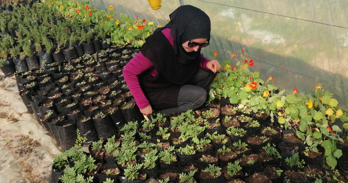 هل تذوقتم الورد من قبل؟ بالفيديو تجربة فريدة لسيدة تونسية تزرع زهورا للأكل