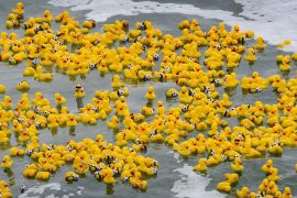 Hundreds of rubber ducks are dropped into the ocean during the Duck-A-Thon race, raising money for charity at Huntington Beach pier, in California, June 1, 2019. [Photo: AFP/ Mark RALSTON]