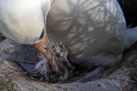 Cute baby alert! Wisdom's chick has hatched!!!