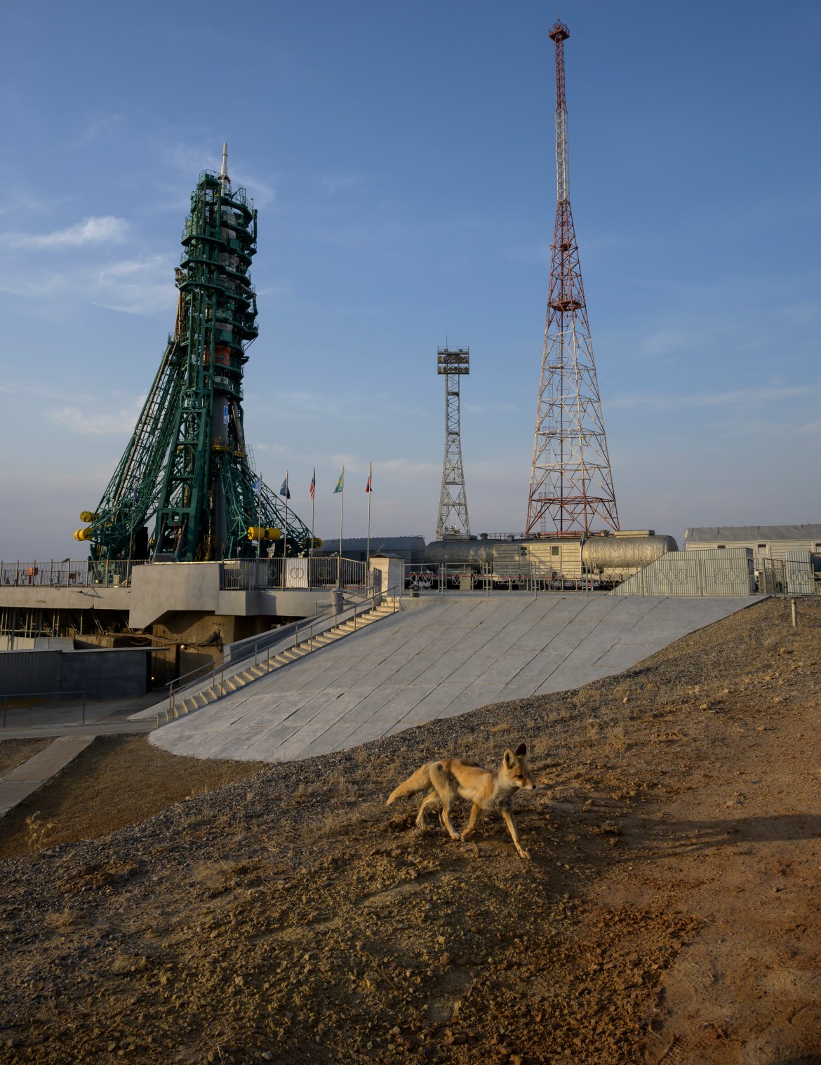 Un renard parcourt la rampe de lancement "Soyouz" sur le site 31 du cosmodrome de Baïkonour au Kazakhstan, d'où le véhicule (européen) a été lancé.