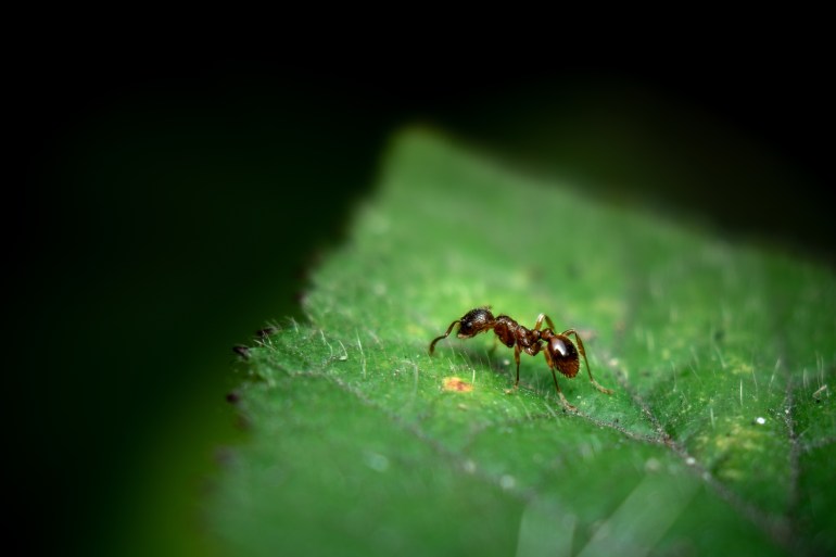 A macro shot of a red ant (Myrmica ruginodis) on a leaf; Shutterstock ID 1792850521; purchase_order: ajnet; job: ; client: explainers; other: