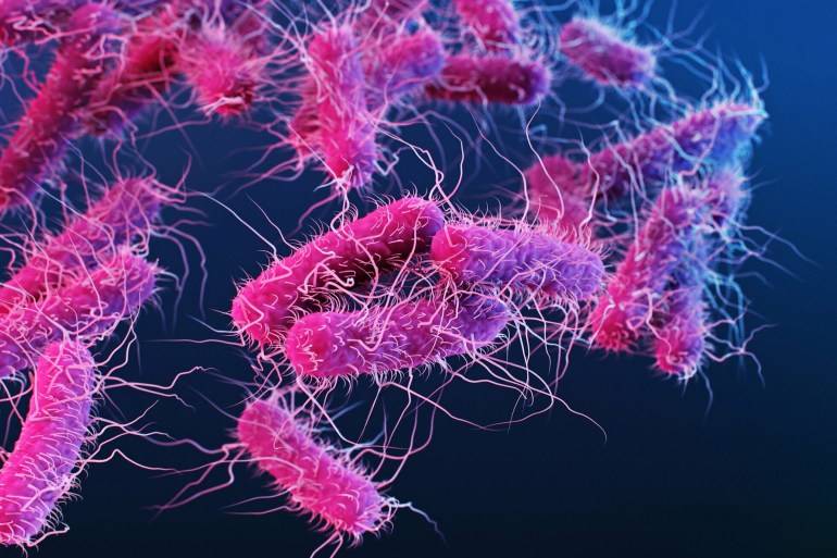 Illustration of Enterobacteriaceae bacteria. Individual bacterium are shown as pink rod shapes with multiple hair-like flagella used for motility. The Enterobacteriaceae family contains over a hundred species including Shigella, Klebsiella, Salmonella and Escherichia coli and can be found in animal guts, water and soil. Some Enterobacteriaceae members are animal and plant parasites