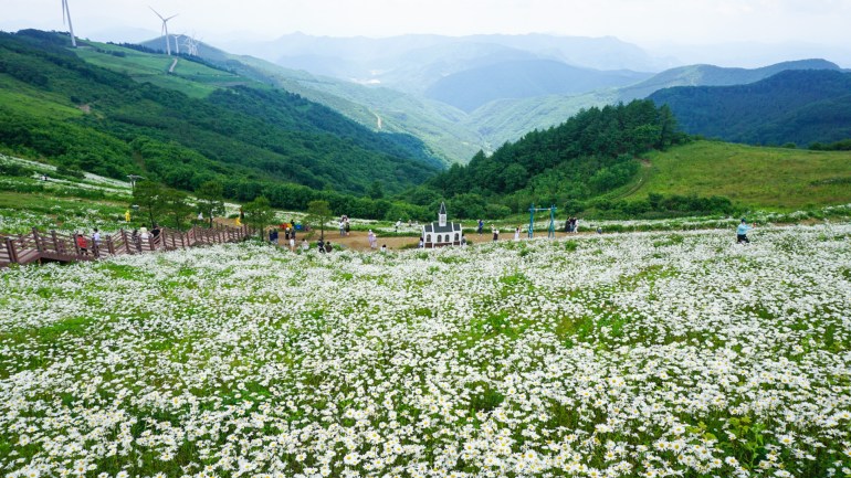 مهرجان زهور الأقحوان على جبل تشونغوكسان (2)
