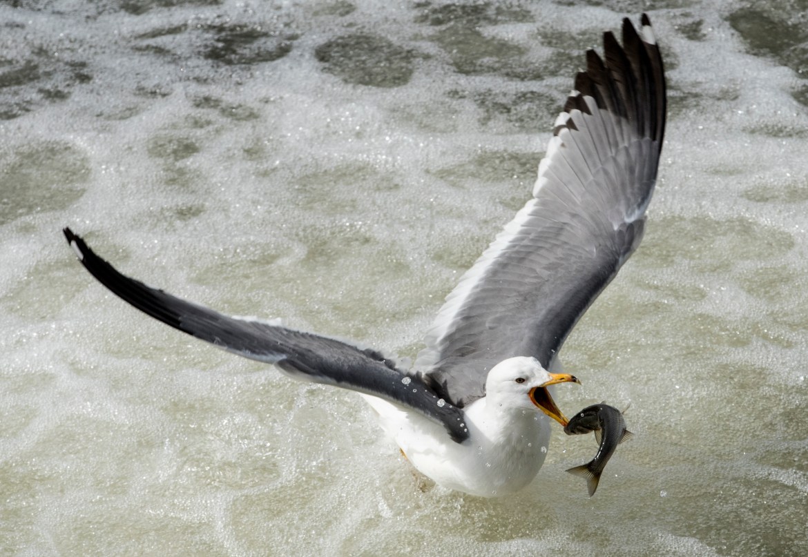 A seagull catches a mullet as it jumps during the (European) migration journey