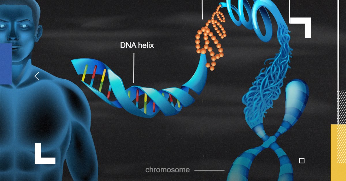 في بيت الانسان الموجوده عند كروموسوم العلم الجسدية 46 عدد الخليه هي الكروموسومات عدد الكروموسومات